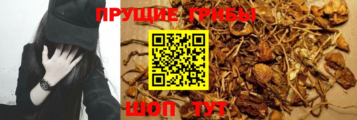 Ессентуки  где можно купить наркотик  Вход с VPN  Псилоцибиновые грибы Psilocybine cubensis 
